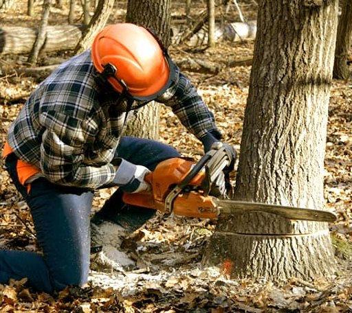 Tree Removal in Moscow, TN